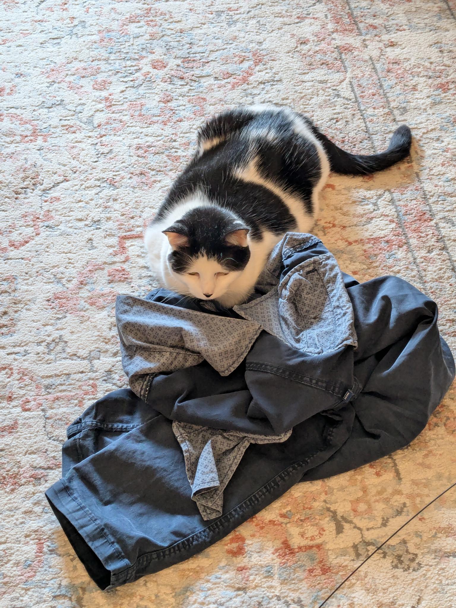 a black and white cat